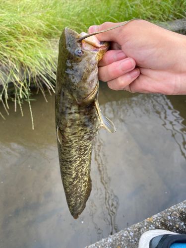 ナマズの釣果