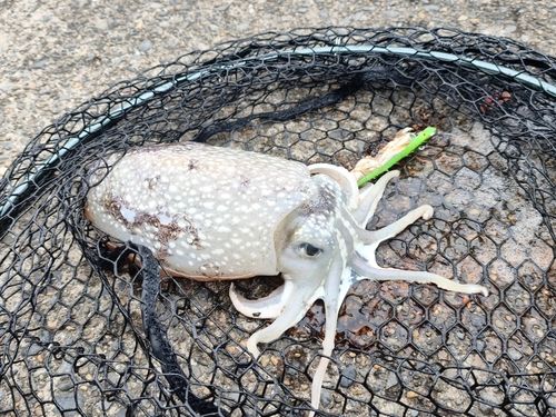 シリヤケイカの釣果