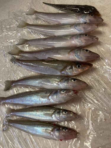 キスの釣果