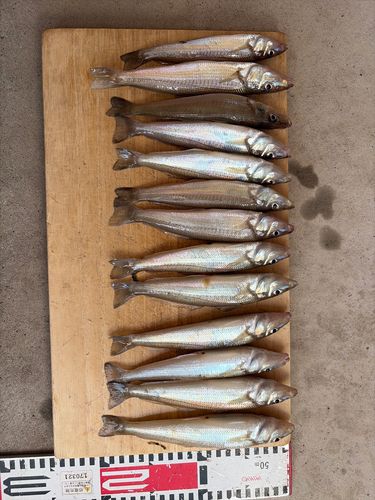 キスの釣果
