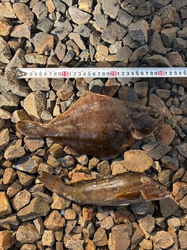 カレイの釣果