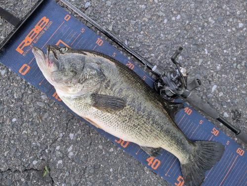 ブラックバスの釣果