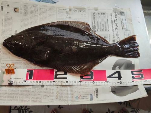 ヒラメの釣果