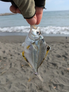 ヒイラギの釣果