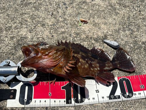 カサゴの釣果
