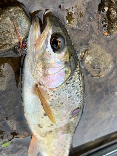 ニジマスの釣果