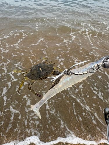 ワタリガニの釣果