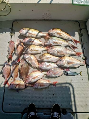 マダイの釣果