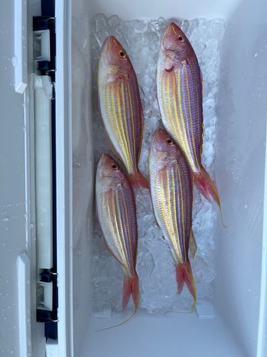 イトヨリダイの釣果