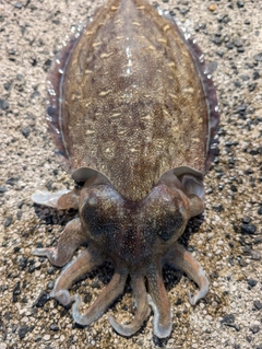 コウイカの釣果
