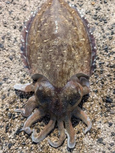 コウイカの釣果
