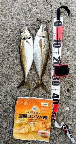 アジの釣果