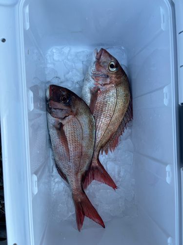 マダイの釣果
