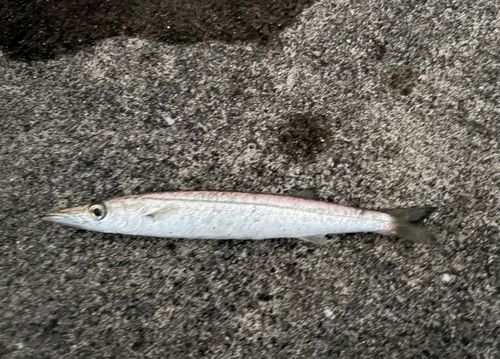 カマスの釣果