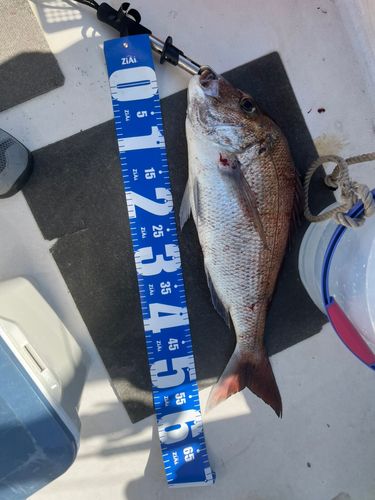 タイの釣果