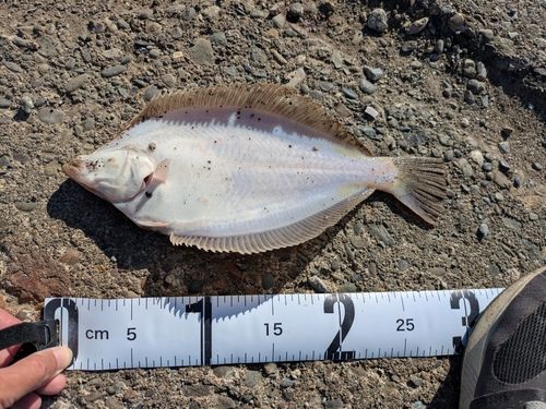 マガレイの釣果