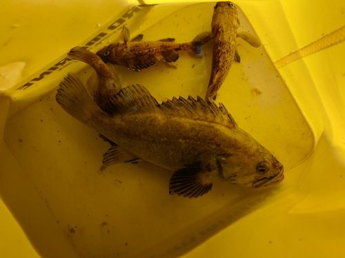 ソイの釣果