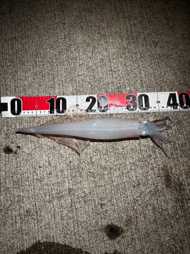 ヤリイカの釣果