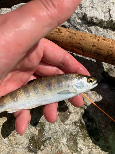 ヤマメの釣果