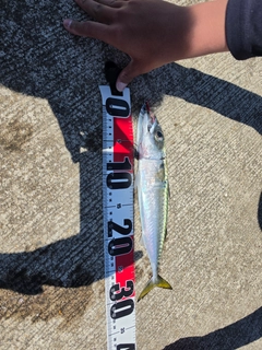 ゴマサバの釣果