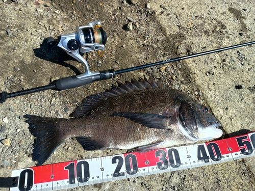 クロダイの釣果