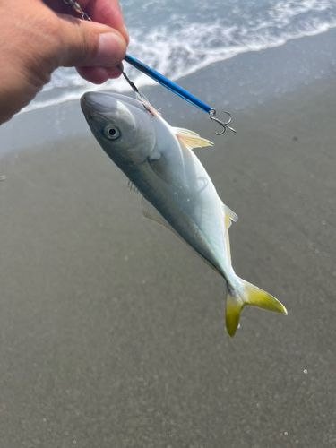 ワカシの釣果
