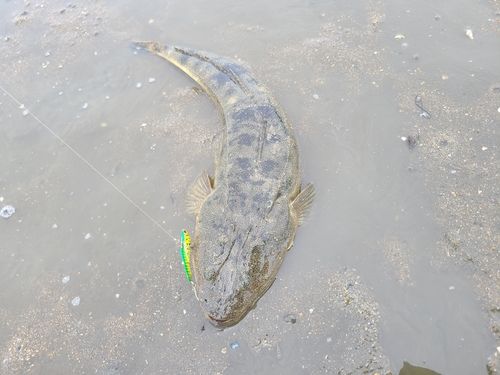マゴチの釣果