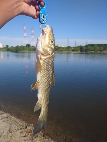 ニゴイの釣果