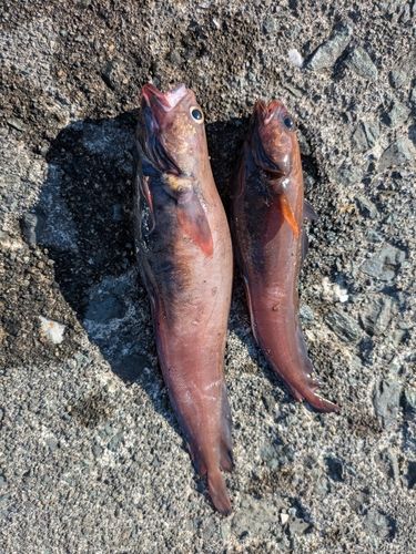 ドンコの釣果