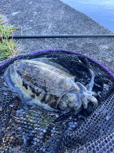 コウイカの釣果