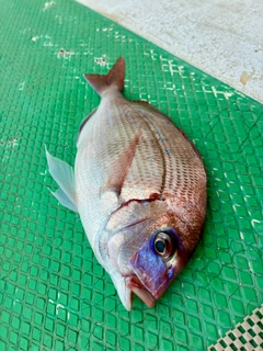 ハナダイの釣果