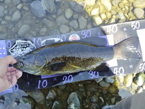 スモールマウスバスの釣果