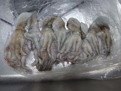 マダコの釣果