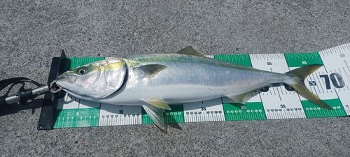 ワラサの釣果