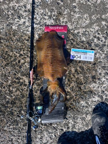 アオリイカの釣果