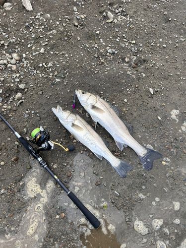 スズキの釣果