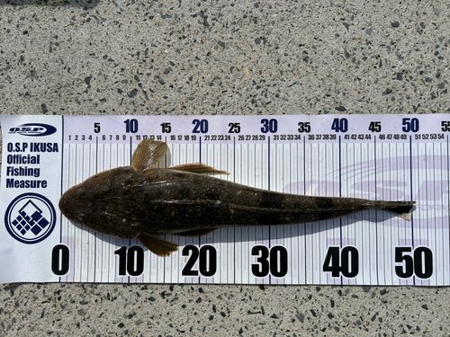 マゴチの釣果