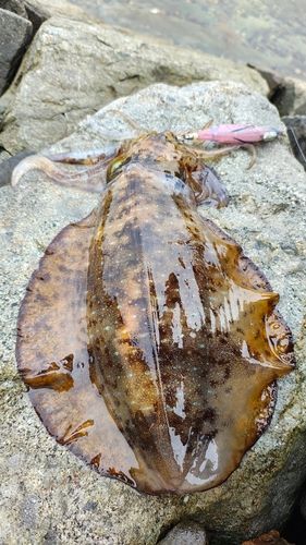 アオリイカの釣果