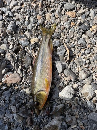 オイカワの釣果