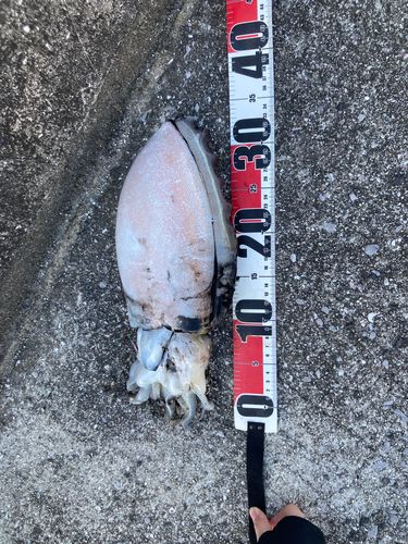 モンゴウイカの釣果
