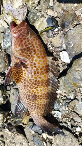 オオモンハタの釣果