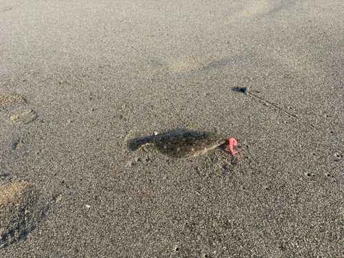 ヒラメの釣果