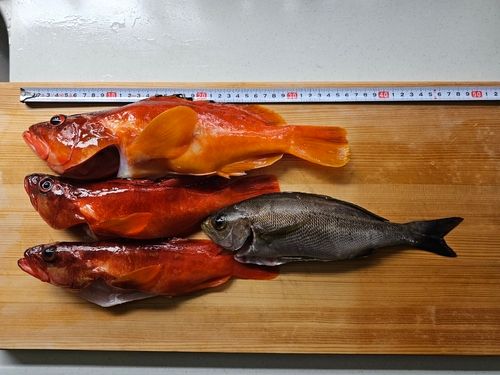 アカハタの釣果