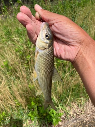 ニゴイの釣果