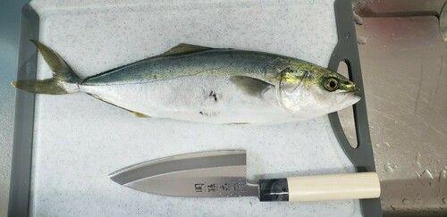 フクラギの釣果