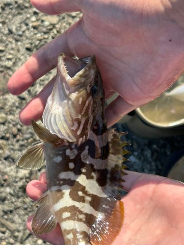 クエの釣果