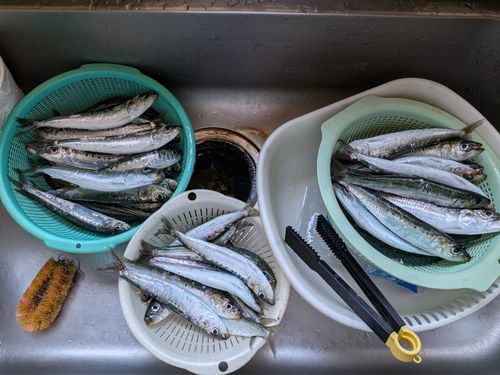 マイワシの釣果