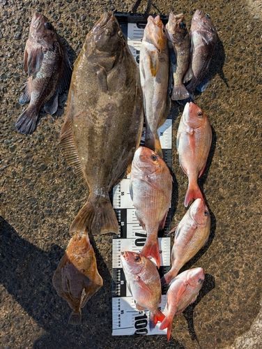 ヒラメの釣果