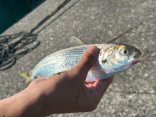 コノシロの釣果