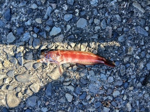 トラギスの釣果